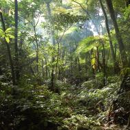 Rainforest