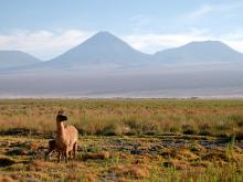 Llama in Chile