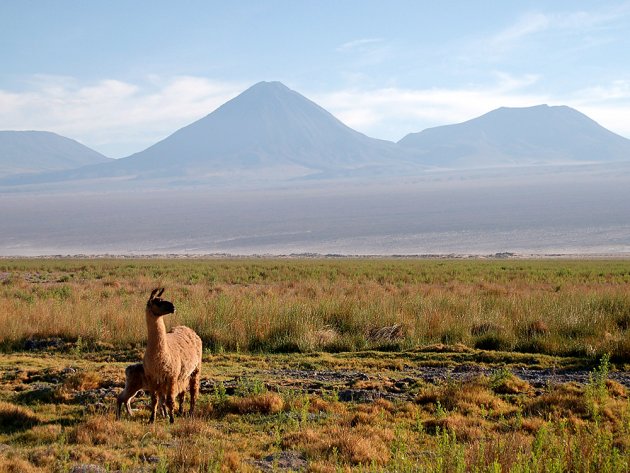 Llama in Chile