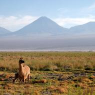 Llama in Chile